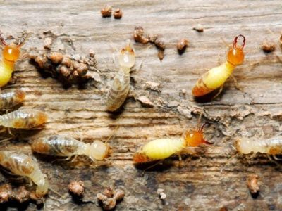 10 Ways To Tell If You Need Termite Repair For Your Home in St. Tammany Parish with Northshore Renovations closeup image of formosan termites on wood