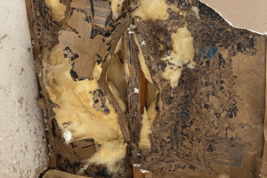 Termite Damage Repair in Madisonville, LA by Northshore Renovations & Contracting. Image showing severe termite damage inside a wall, with torn insulation and crumbling wood framing, highlighting the urgent need for structural repair and pest control.